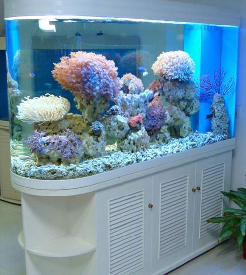 居家养鱼风水讲究，怎么养鱼招财运？