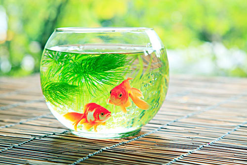 居家养鱼风水讲究，怎么养鱼招财运？